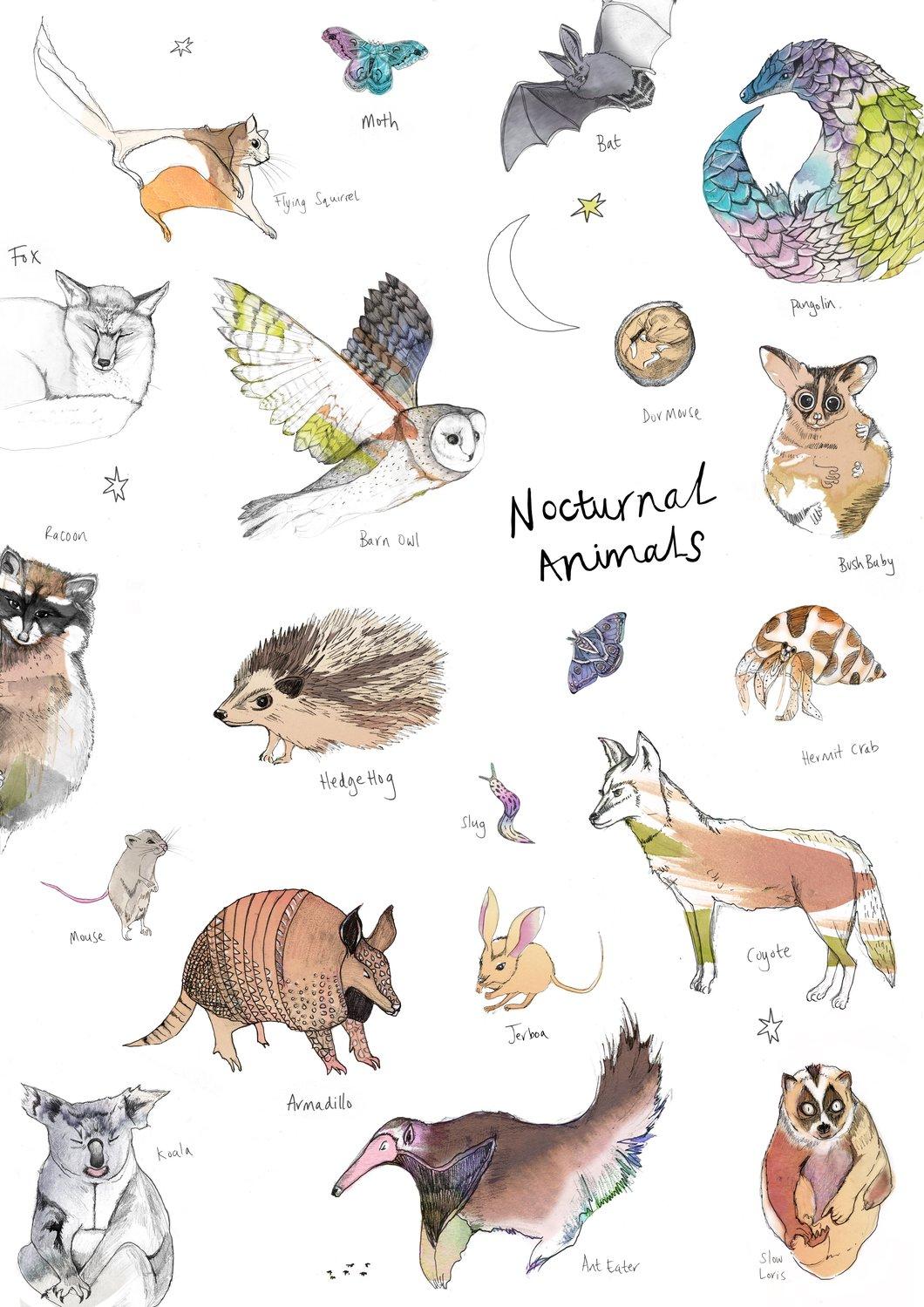 Take & Make Nocturnal Animals - St. Charles City-County Library